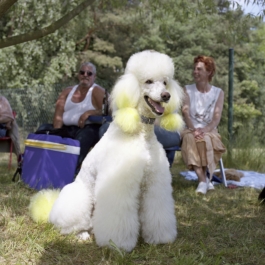 Pudelrennen in Stahnsdorfs. © 2008 Phillip Zwanzig 